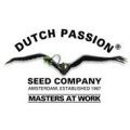 Feminised Seeds Dutch Passion