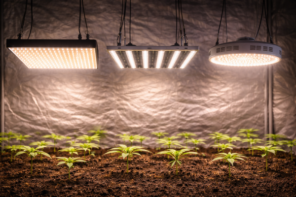 Licht beim Cannabis Indoor-Anbau - Licht beim Cannabis Indoor-Anbau – Grundlagen &amp; Denklogik | Seeds66