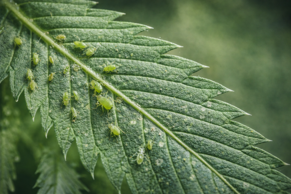 Cannabis Schädlinge erkennen: Symptome richtig lesen - Cannabis Schädlinge erkennen: Symptome richtig lesen | Seeds66