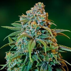 Liberty Haze Feminised Seeds