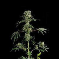 Moby Dick #2 Feminised Seeds