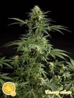 Cheesy Auto Feminised Seeds