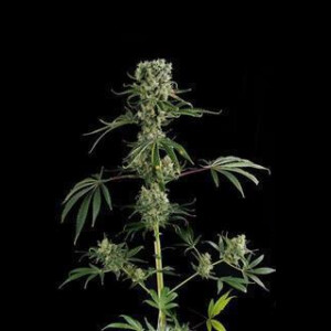 Moby Dick #2 Feminised Seeds 10 Seeds