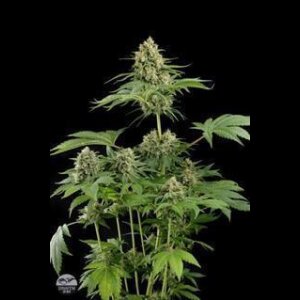 Moby Dick Feminised Seeds 3 Seeds