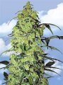 White Widow Feminised Seeds Flying Dutchmen