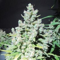 Malakoff by Medical Seeds