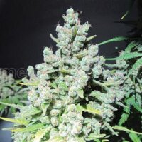 Malakoff - Medical Seeds