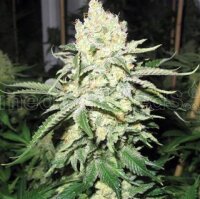 No Name Feminised Seeds