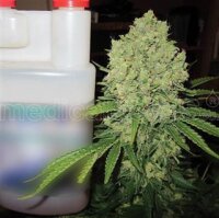 Prozack by Medical Seeds