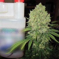 Prozack Feminised Seeds