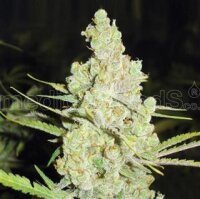 1024 by Medical Seeds