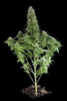 White Siberian Feminised Seeds