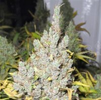 2046 by Medical Seeds
