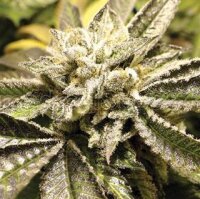 Canadian Kush by Medical Seeds