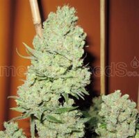 Channel + by Medical Seeds