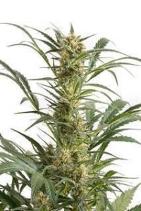 Amnesia XXL Autoflowering - Dinafem