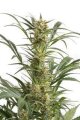 Amnesia XXL Autoflowering - Dinafem