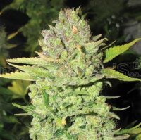 Devil Fruit Feminised Seeds