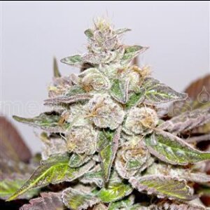 Mendocino Purple Kush - Medical Seeds