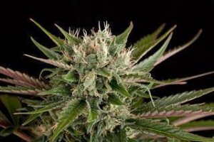 Blue Cheese Autoflowering by Dinafem