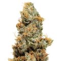 Pineapple Chunk - Barneys Farm