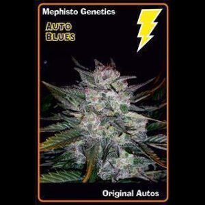 Auto Blues - Mephisto Genetics