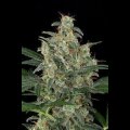 Cheese Automatic Feminised Seeds 3 Seeds