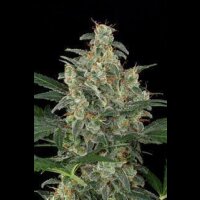 Cheese Automatic Feminised Seeds 5 Seeds