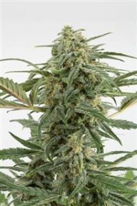 Critical + 2.0 Autoflowering - Dinafem