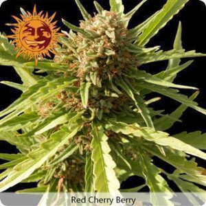 Red Cherry Berry Feminised Seeds 5 Seeds