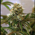 Red Cherry Berry Feminised Seeds 5 Seeds