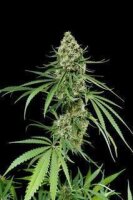 Critical + Autoflowering by Dinafem