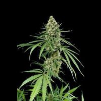 Critical + Automatic Feminised Seeds 3 Seeds