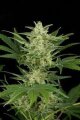 Critical Jack Autoflowering - Dinafem