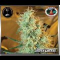 Silver Cheese Feminised Seeds 5 Seeds