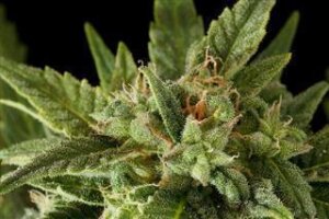 Fruit Autoflowering by Dinafem