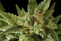 Fruit Autoflowering by Dinafem