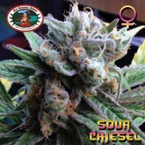 Sour Chiesel Feminised Seeds 5 Seeds