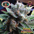 Sour Chiesel Feminised Seeds 10 Seeds