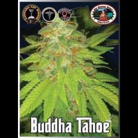 Tahoe - Big Buddha Seeds