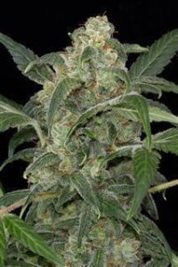 Haze 2.0 Autoflowering - Dinafem