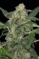 Haze 2.0 Autoflowering - Dinafem