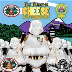 Big Buddha Cheese Selbstblühende Feminisierte Samen 5 Seeds
