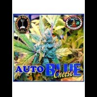 Blue Cheese AUTO Feminised Seeds