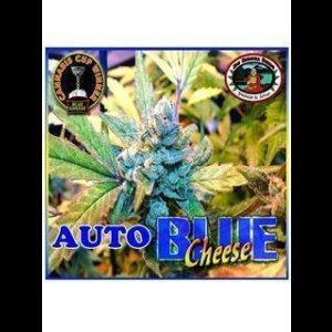 Blue Cheese AUTO Feminised Seeds 10 Seeds
