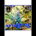 Blue Cheese AUTO Feminised Seeds 10 Seeds