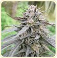 Bahia Black Head by KC Brains - 5 Seeds