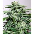 Northern Light Special Feminised - 5 Seeds