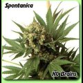 Spontanica - KC Brains - 5 Samen