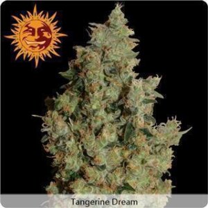 Tangerine Dream Feminised Seeds 5 Seeds